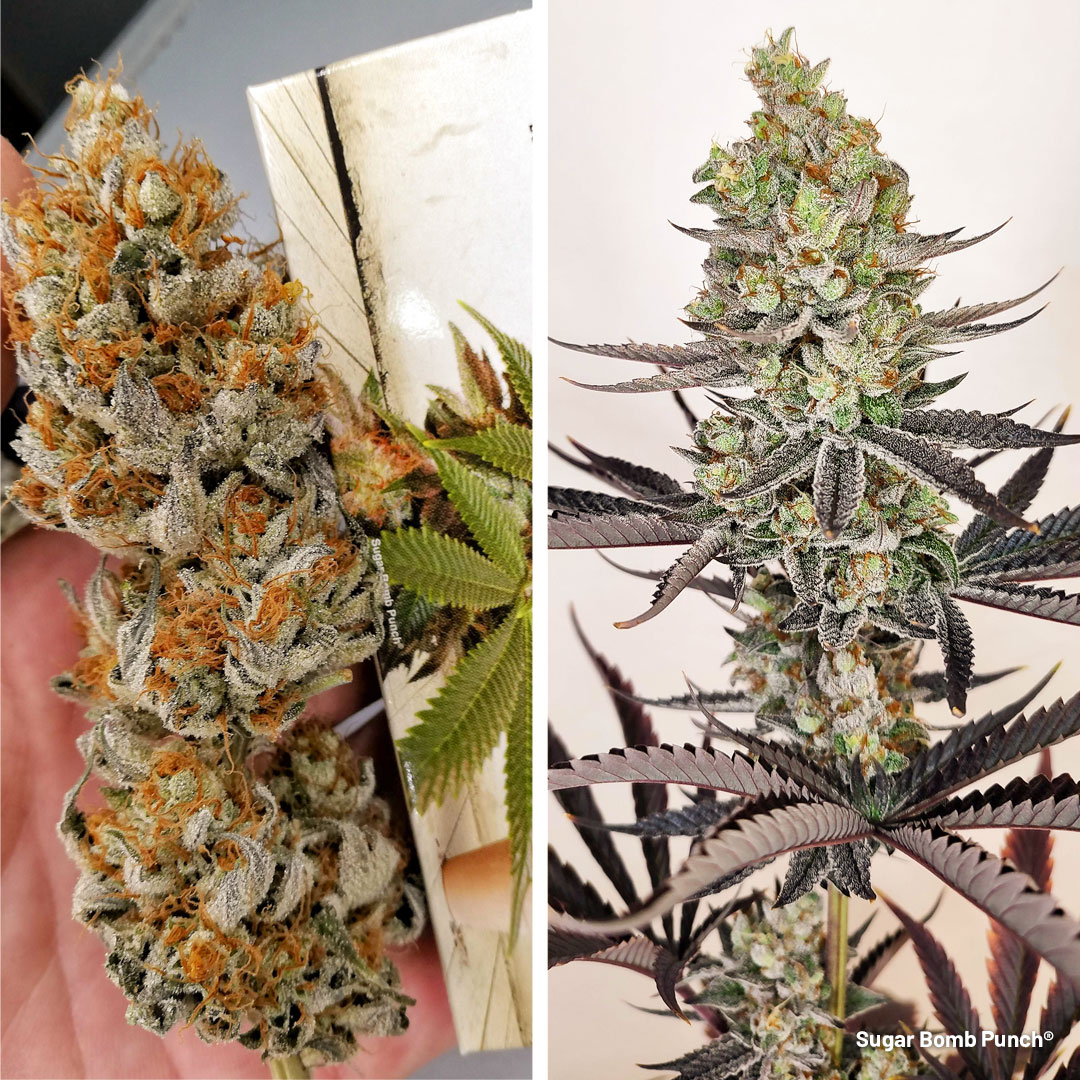 delivers incredibly hard and sticky buds